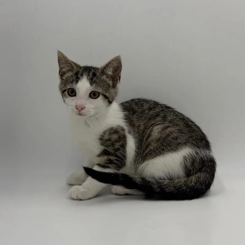 A baby small-sized female Domestic Short Hair cat named Nettle for adoption in State College, PA