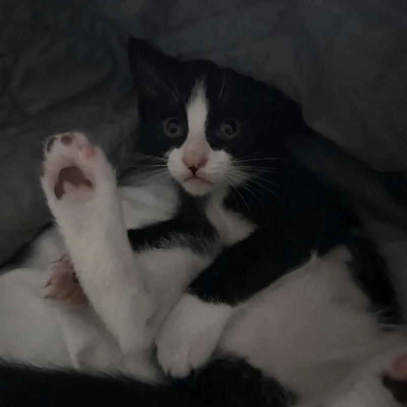 A baby small-sized male Black & White / Tuxedo Domestic Short Hair cat named Sneezy for adoption in Gladstone, OR