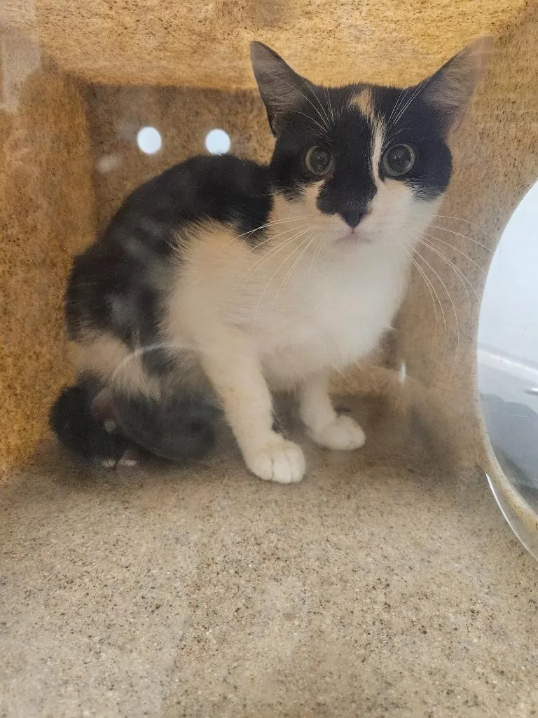A baby medium-sized male Domestic Short Hair cat named Working Cat: Alex for adoption in Bloomington, IN