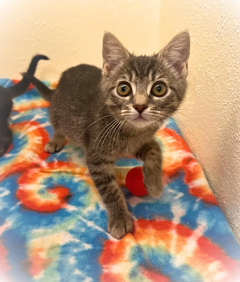 A baby small-sized male Tabby cat named Kip Dynamite for adoption in The Dalles, OR