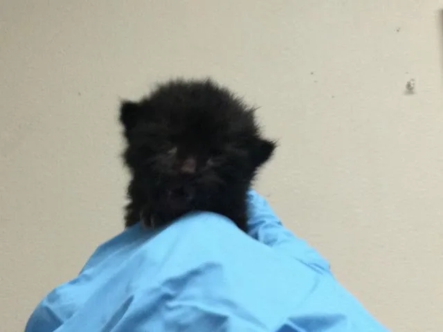 A baby small-sized female Domestic Short Hair cat named Pooch for adoption in Riverside, CA