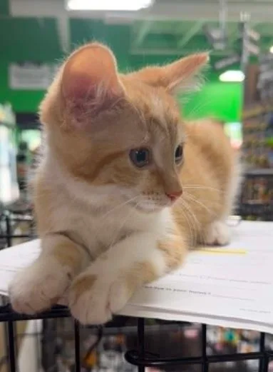 A baby medium-sized male Orange / Red Domestic Short Hair cat named Nitro for adoption in Battle Creek, MI
