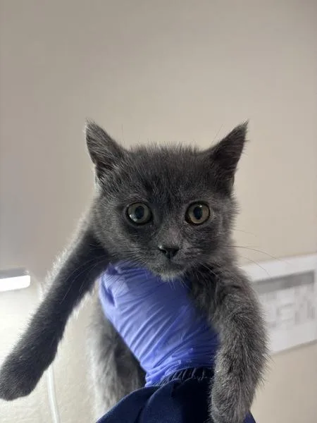 A baby small-sized female Domestic Short Hair cat named Comb for adoption in Sherwood, OR
