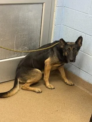 An adult large-sized female Mixed Breed dog named Donna for adoption in Chamblee, GA