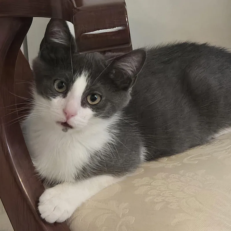 A baby medium-sized male Gray & White Domestic Short Hair cat named Julio for adoption in Lemoyne, PA