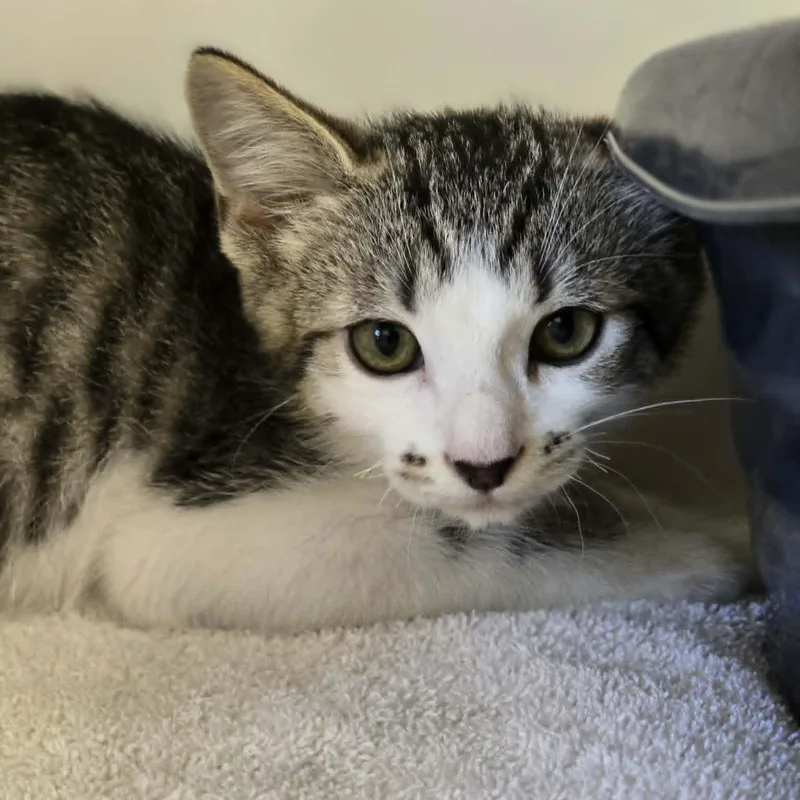 A baby medium-sized male Tabby (Gray / Blue / Silver) Domestic Short Hair cat named Petrie for adoption in Grants Pass, OR
