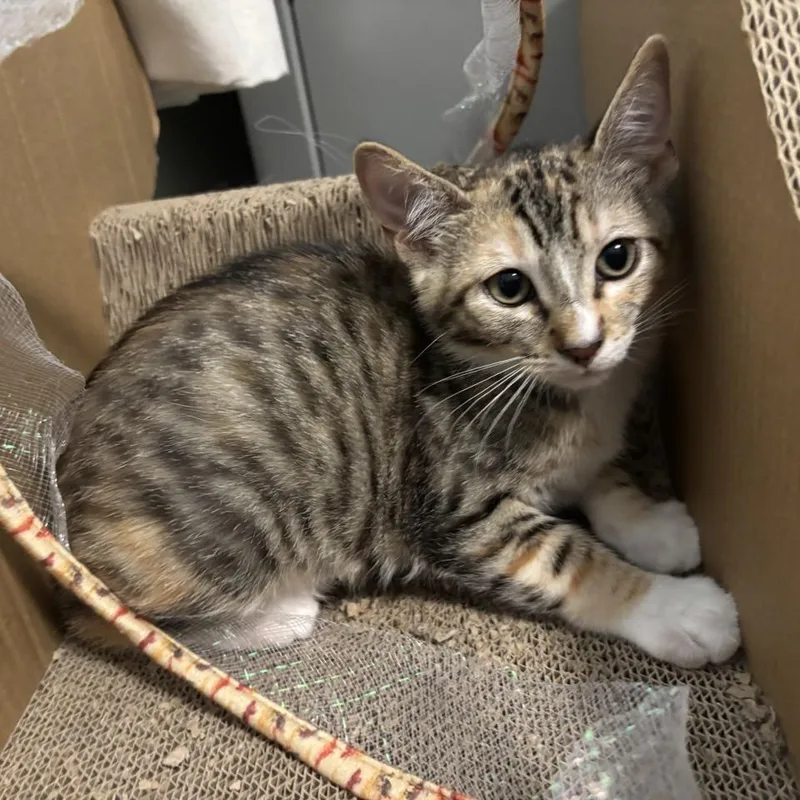 A baby small-sized female Torbie Domestic Short Hair cat named Chili for adoption in Westminster, CA