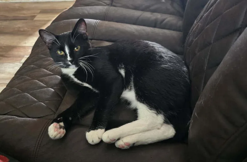 An adult medium-sized male Black & White / Tuxedo Domestic Short Hair cat named Oscar for adoption in Rawlins, WY