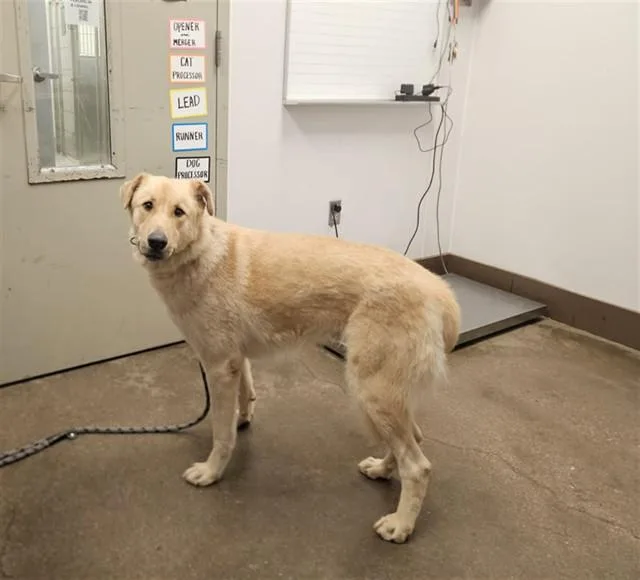 A young small-sized male Labrador Retriever dog named Fred for adoption in Tucson, AZ