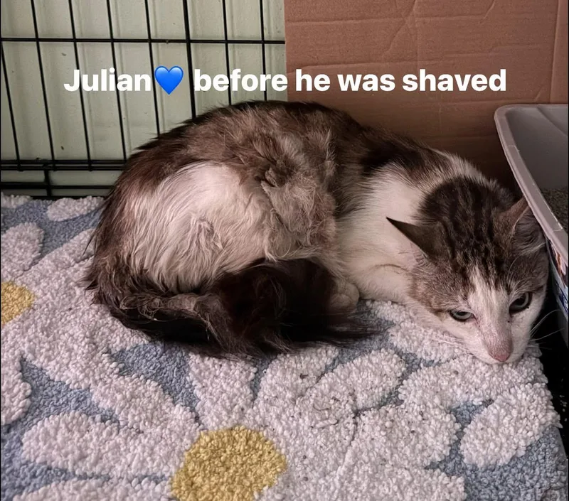 Julian thumbnail 3