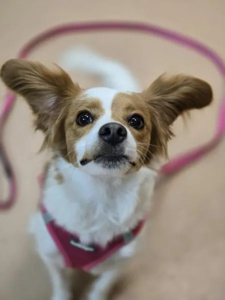 A young small-sized female Terrier dog named Chloe for adoption in Kennewick, WA