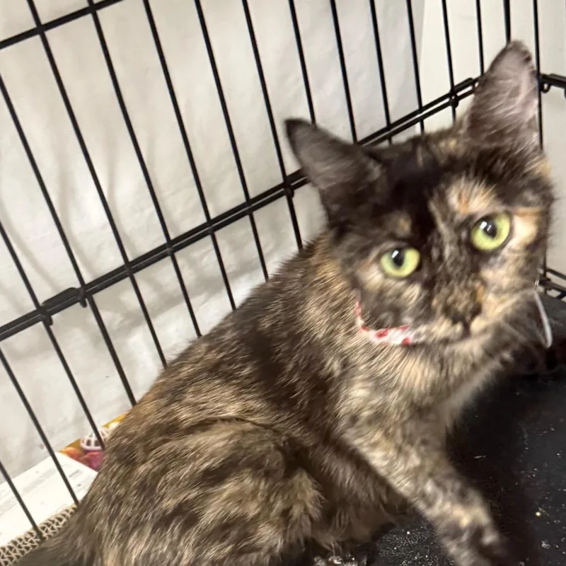 An adult medium-sized female Domestic Short Hair cat named Hershey for adoption in Normal, IL
