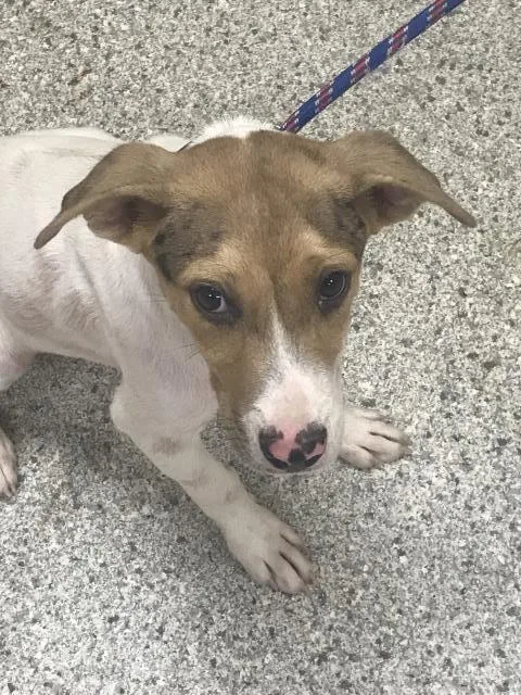 A young small-sized male Labrador Retriever dog named Zackery for adoption in Conroe, TX