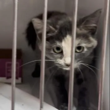 A baby small-sized female Calico Domestic Short Hair cat named Nicki Meownaj for adoption in Branson, MO