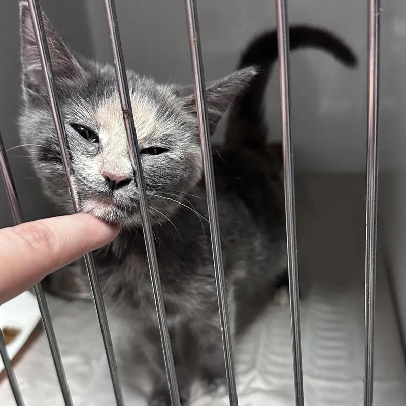 Nicki Meownaj thumbnail 3