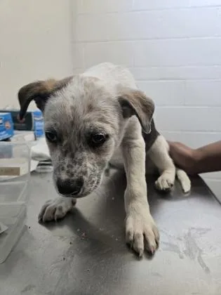 A baby medium-sized female Australian Cattle Dog / Blue Heeler dog named Jambo for adoption in Sacramento, CA