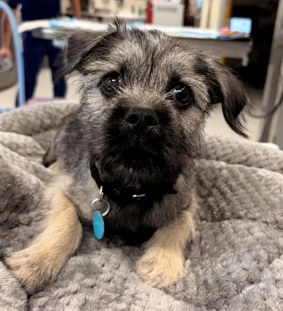 A baby small-sized male Miniature Schnauzer dog named Grizzle for adoption in Norfolk, VA