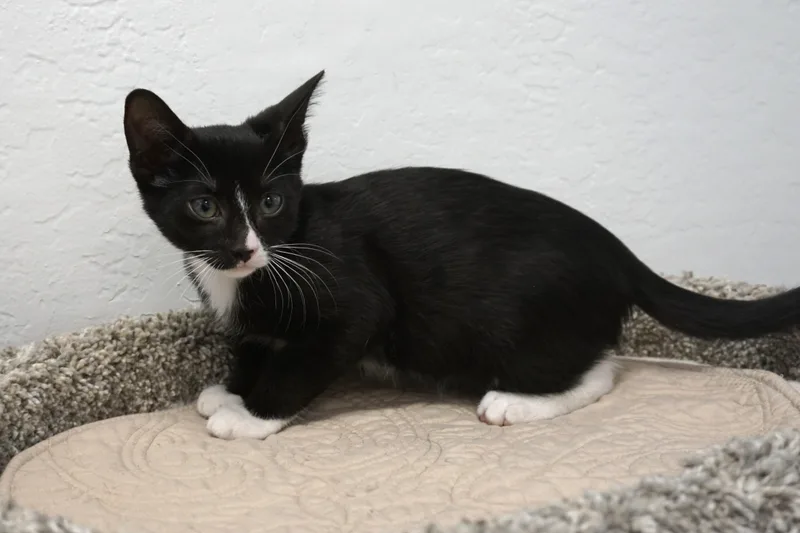 A baby small-sized male Domestic Short Hair cat named Jazz Solo for adoption in Fountain Hills, AZ