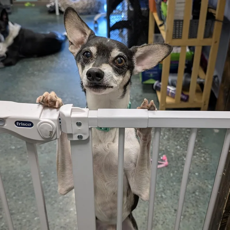 A senior small-sized male Black Chihuahua dog named Bear for adoption in Chico, CA