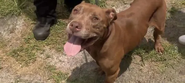 An adult large-sized male Mixed Breed dog named Thaddeus for adoption in Melbourne, FL