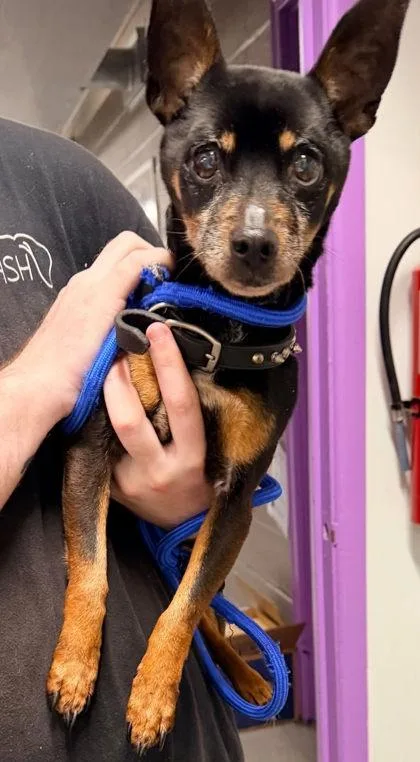 An adult small-sized male Miniature Pinscher dog named Matter for adoption in Hobart, IN