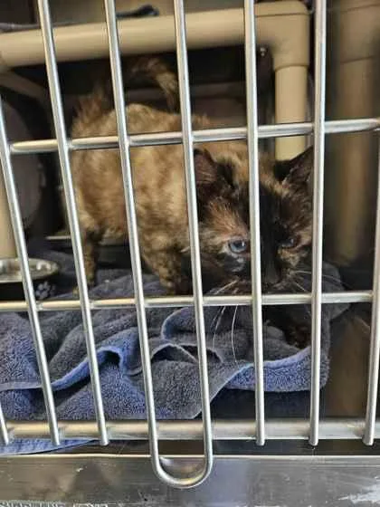 An adult medium-sized female Domestic Short Hair cat named Lorraine for adoption in Mount Pleasant, IA