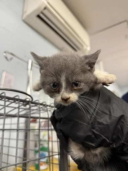 A baby small-sized female Domestic Short Hair cat named Borax for adoption in Millersville, MD
