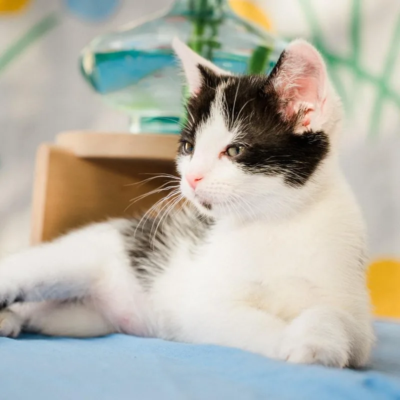 A baby small-sized female Black Domestic Short Hair cat named Tiffany KreftGutierrez for adoption in Morrison, CO