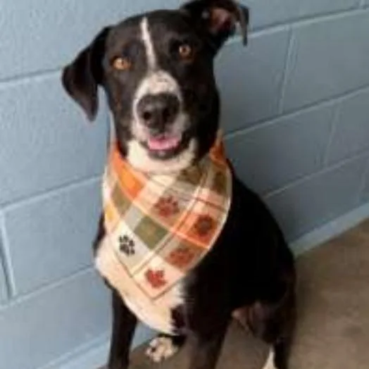 An adult medium-sized male Black Border Collie dog named Sox for adoption in Newark, DE