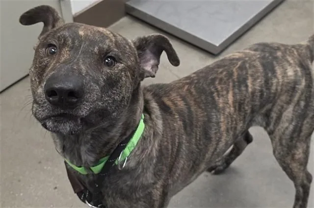 An adult medium-sized male Pit Bull Terrier dog named Jammy for adoption in Tucson, AZ
