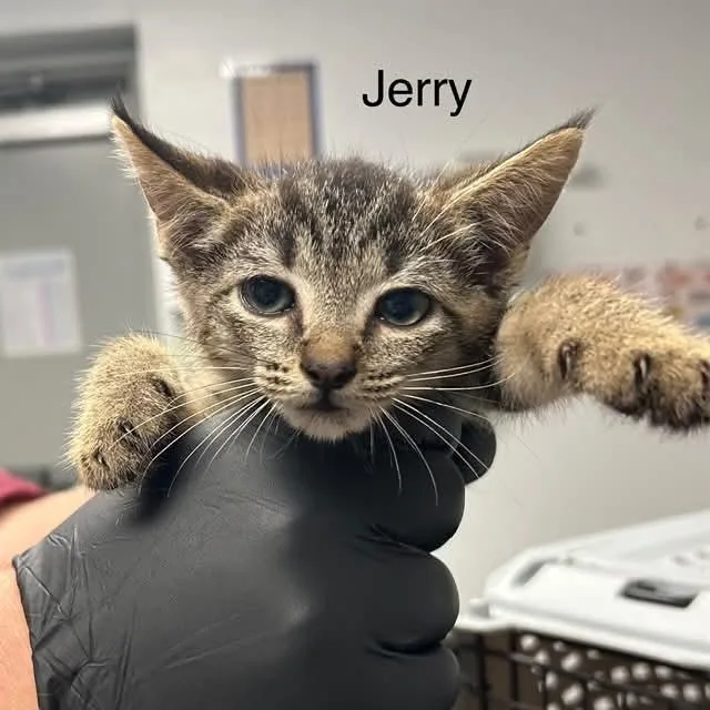 A baby small-sized male Brown / Chocolate Domestic Short Hair cat named Jerry for adoption in Mooresville, NC