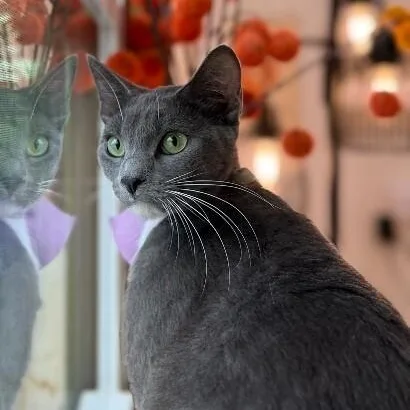 Joanne Marie Velvet Whiskers