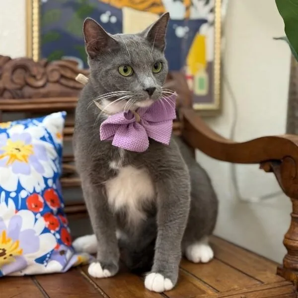 Joanne Marie Velvet Whiskers thumbnail 2