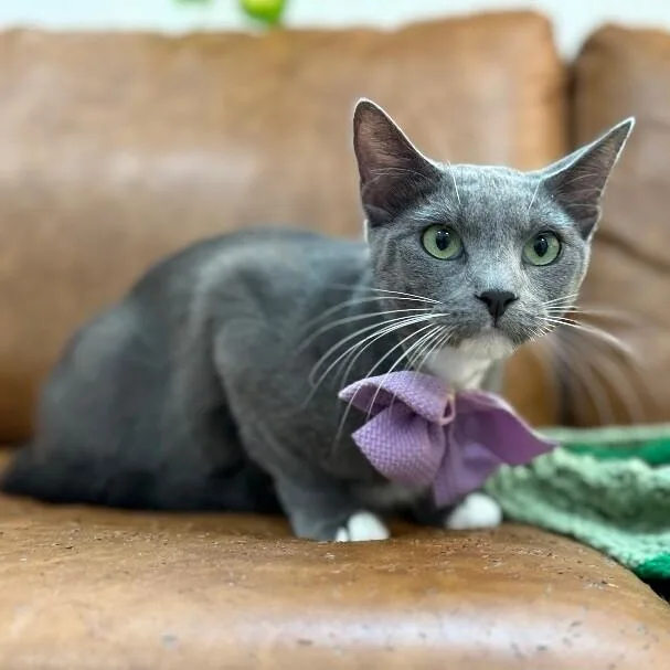 Joanne Marie Velvet Whiskers thumbnail 3