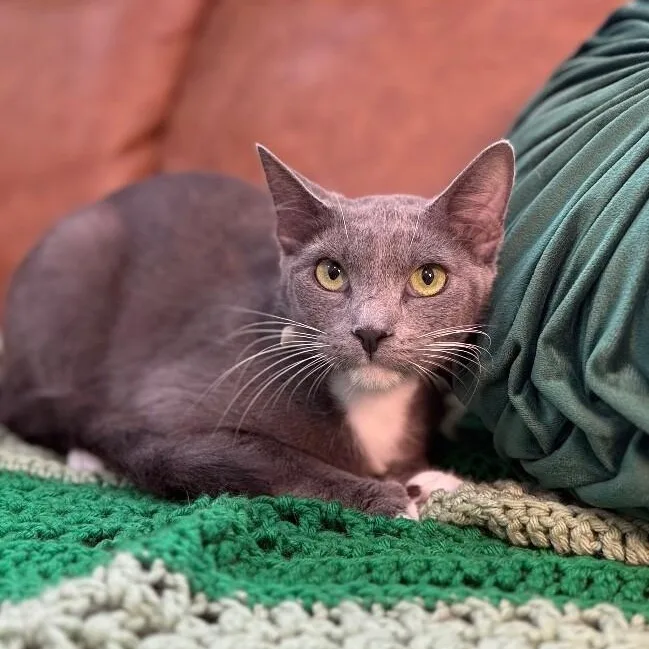 Joanne Marie Velvet Whiskers thumbnail 4