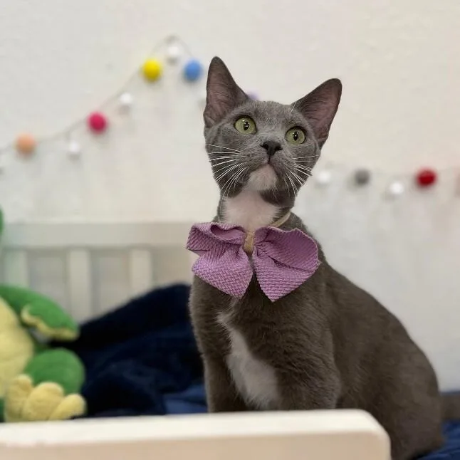 Joanne Marie Velvet Whiskers thumbnail 5