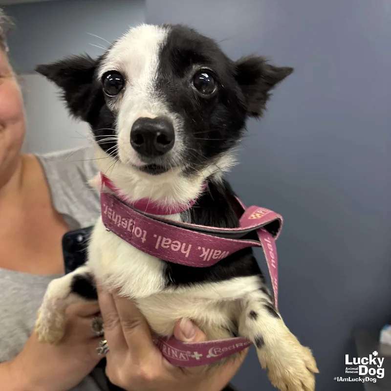 A young small-sized female Jack Russell Terrier dog named Maisie for adoption in Washington, DC