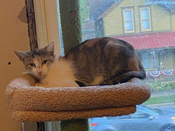 Momma Stubby thumbnail 3