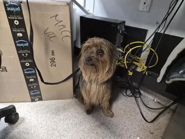 An adult small-sized male Mixed Breed dog named Ribbles for adoption in New York, NY