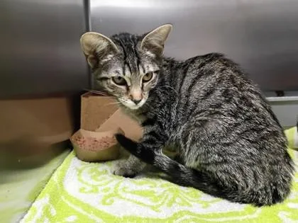 A baby medium-sized female Domestic Short Hair cat named Heather for adoption in West Chester, PA