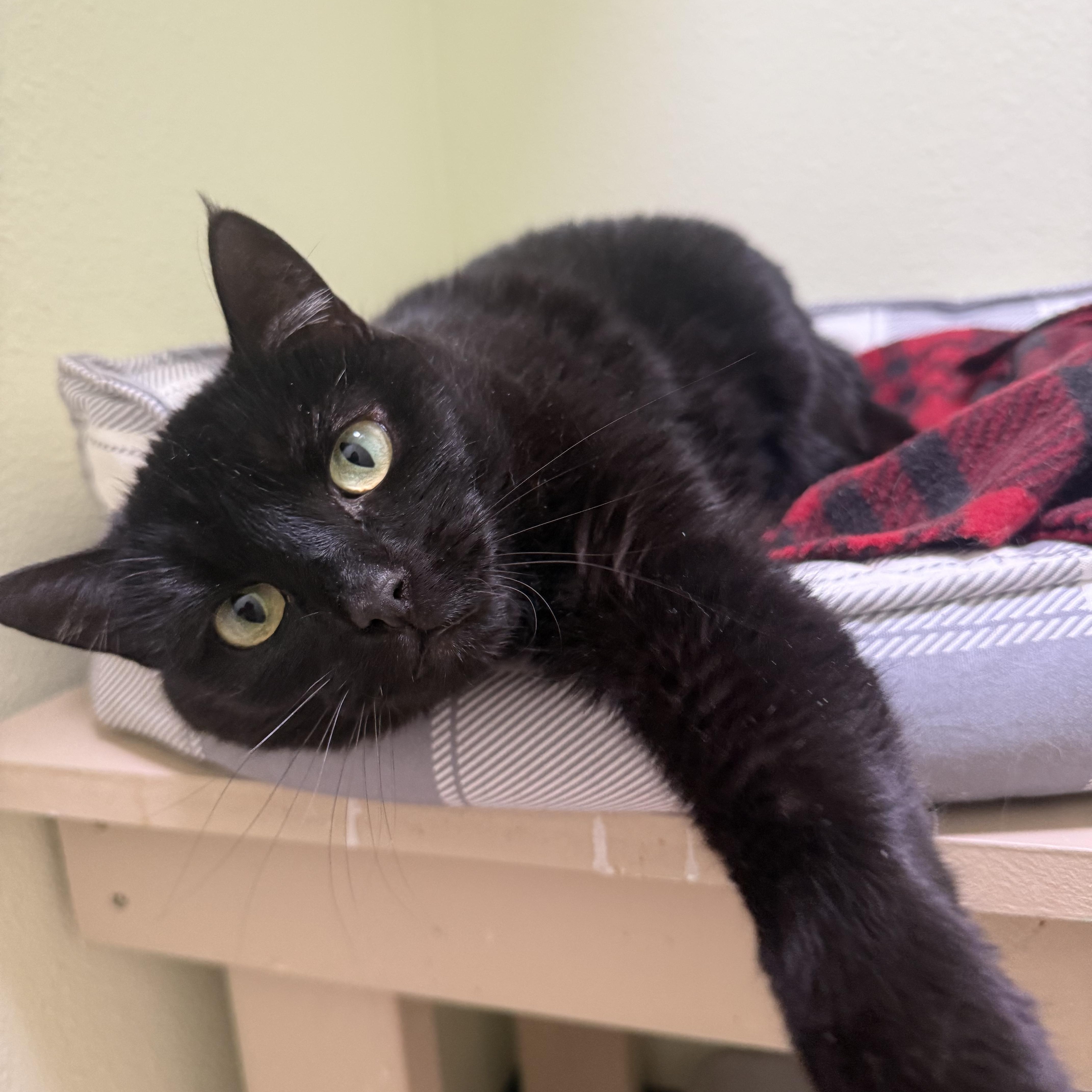 An adult medium-sized female Black Domestic Short Hair cat named Anabelle for adoption in Jacksonville, OR