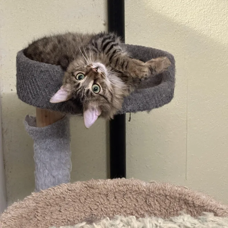 Cecil Buttons Shy thumbnail 2