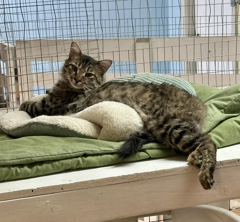 Cecil Buttons Shy thumbnail 3