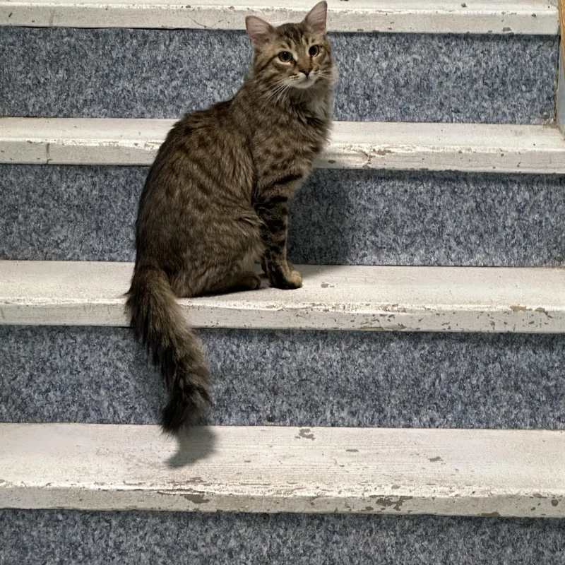 Cecil Buttons Shy thumbnail 5