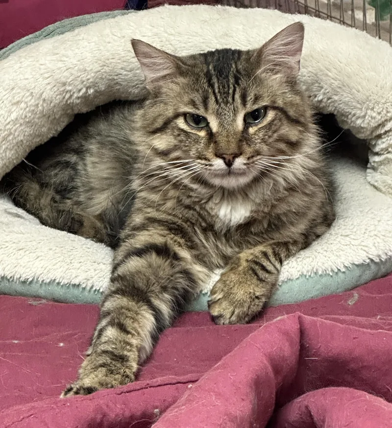 Cecil Buttons Shy thumbnail 6