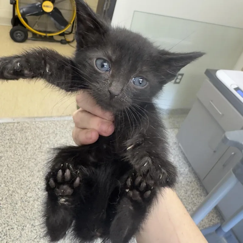 A baby small-sized male Black Domestic Short Hair cat named Mo for adoption in Red House, WV