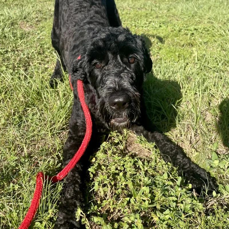 An adult medium-sized female Black Standard Poodle dog named Mable for adoption in Freeport, FL