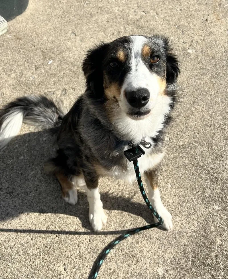A young medium-sized female Australian Shepherd dog named Ruby for adoption in Ringwood, IL