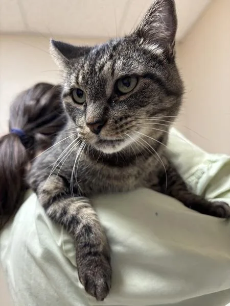 An adult small-sized male Domestic Short Hair cat named Squeaker for adoption in Sherwood, OR