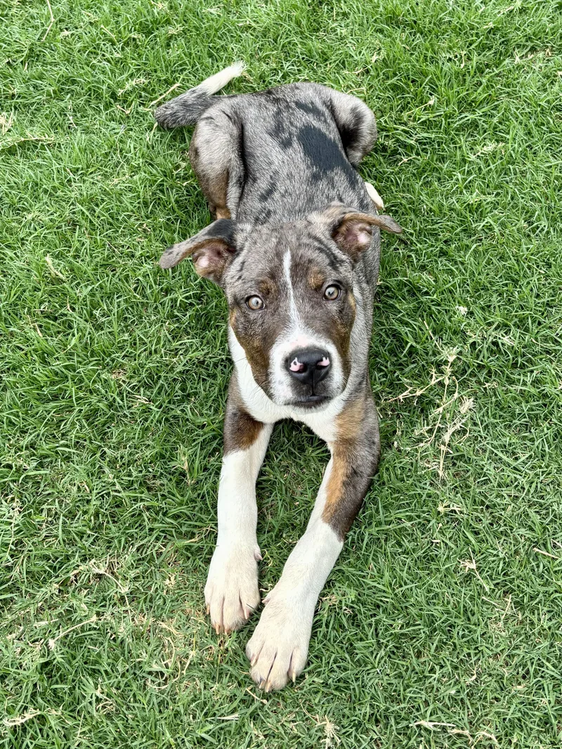 A young medium-sized male Catahoula Leopard Dog dog named Ross for adoption in Milwaukee, WI